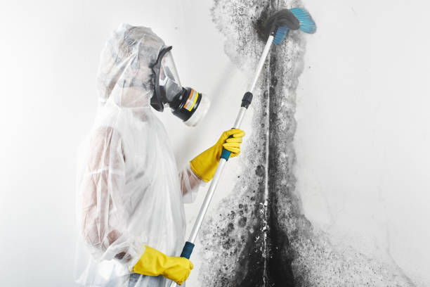 Professional Mold Removal in Cicero, IN