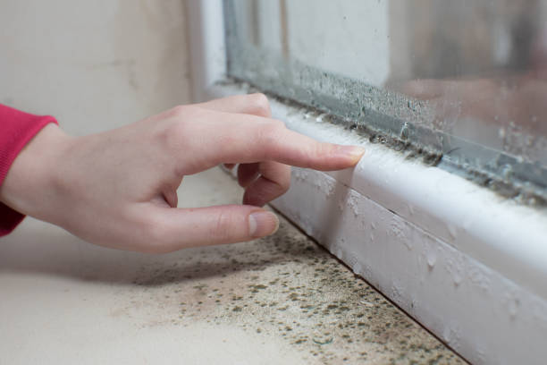 Best Black Mold Removal  in Cicero, IN
