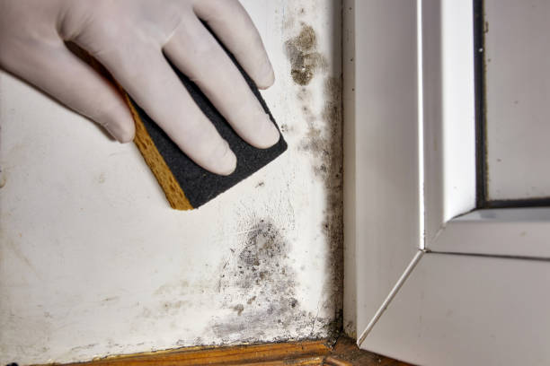 Best HVAC Mold Inspection and Cleaning  in Cicero, IN